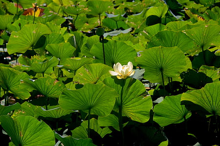 water lilly, Lake, nước, Thiên nhiên, Ao, Lilly, màu xanh lá cây