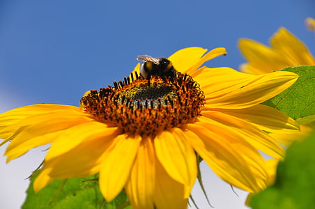 Природа, комахи, Соняшник, Бугай, квітка, Бджола, Комаха