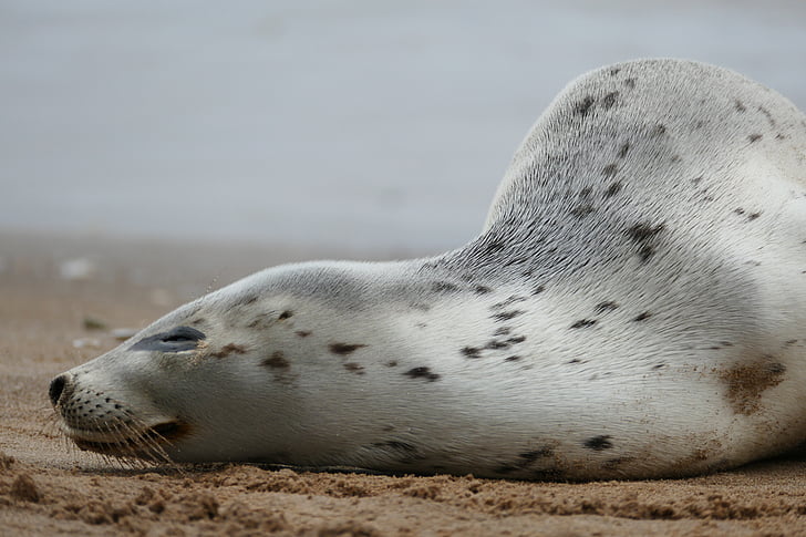 harbor seal, common seal, seal, white, black spotted, grey, spotted