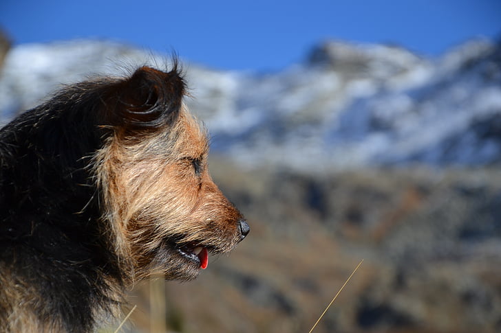 dog, mountains, nature, hiking, tired, landscape, friend