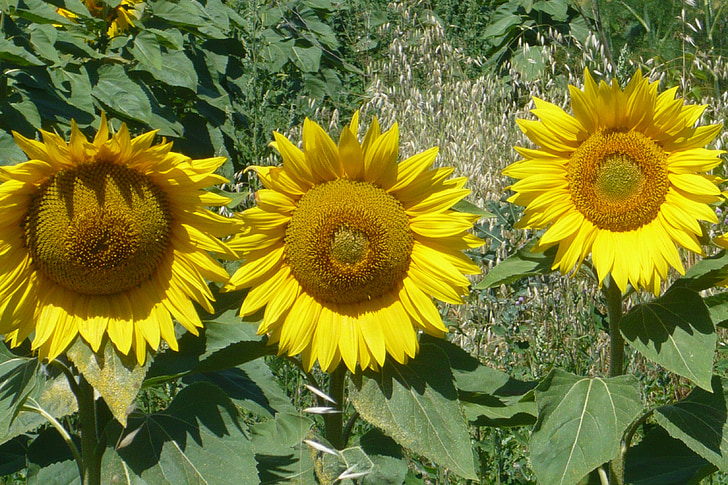 слънчоглед, жълто, Италия, Хубаво, природата, лято, жълто цвете