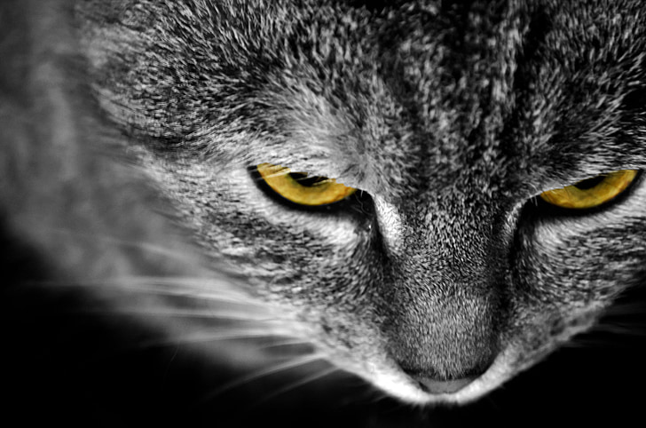 kaķis, dzīvnieki, makro, detalizēti, acs, acis, dzeltena
