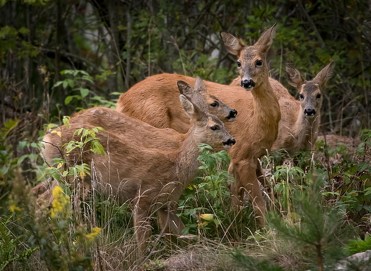 deer, nature, family, calf, animal, animals