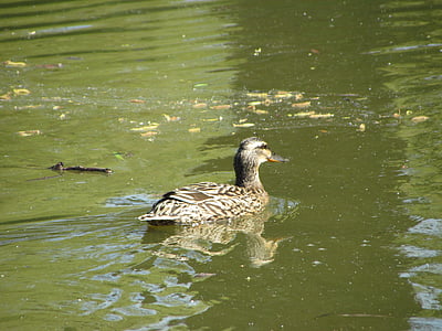 vták, Príroda, zviera, jazero, rybník