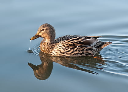 Duck, vann, refleksjon, Stokkand, fuglen, natur, Stokkand duck