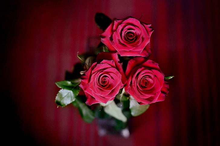 rozes, sarkanas rozes, pušķis, ziedi, puķe, sarkana, skaistu ziedu
