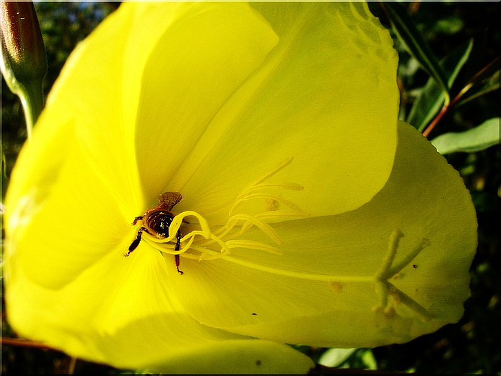 abelha, flor, natureza de verão amarelo, flor, flor