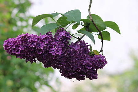 lilac, flowers, spring, shrub, nature, violet, flowering
