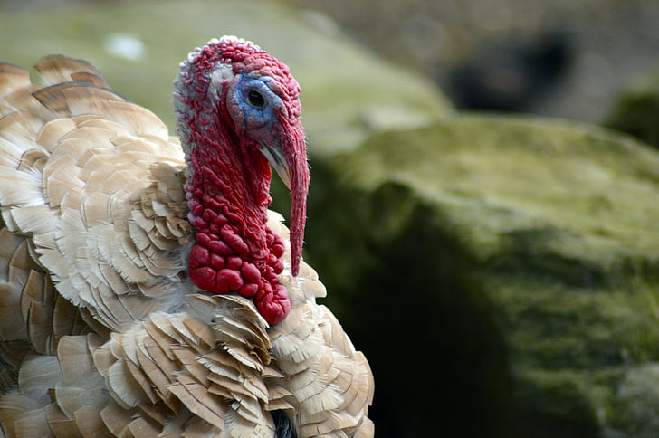 turkey, bird, feather, holiday, nature, harvest, food