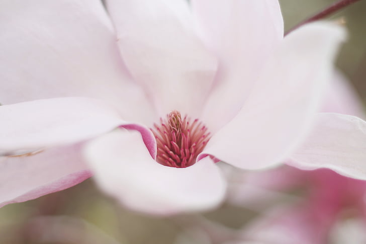close, photo, white, petaled, flower, flowers, nature