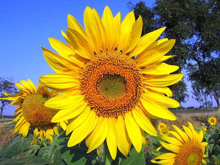 Sun flower, Slunečnice, květ, žlutá, navalgund, Indie