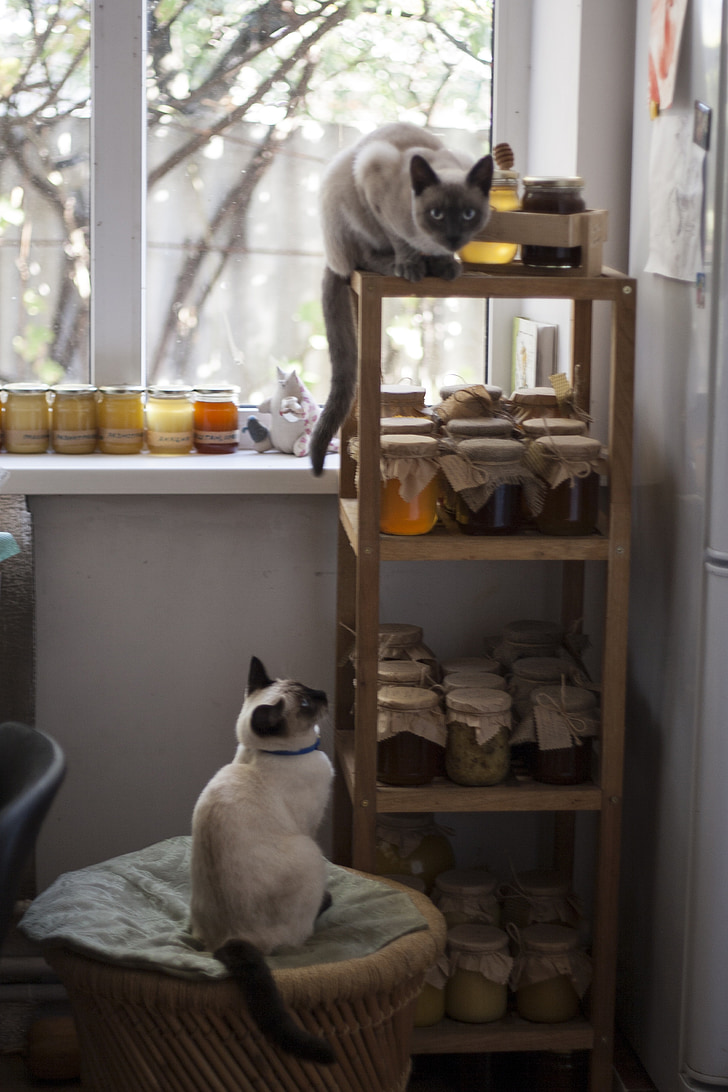 Katze, Thai Katze, Honig