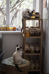 katt, Thai cat, honung