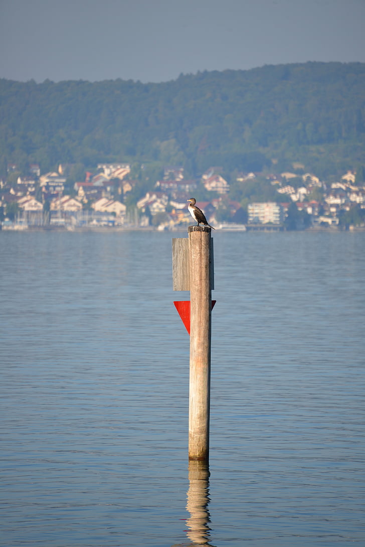 Heron, vták, Bodamské jazero, výhľadom na jazero, jazero, vody, kmeň