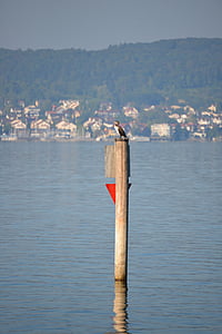 Heron, vogel, het Bodenmeer, uitzicht op het meer, Lake, water, stam
