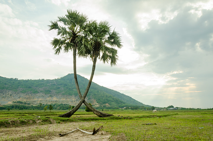 tree, palm trees, jaggery tree, plant, natural, rice fields, green
