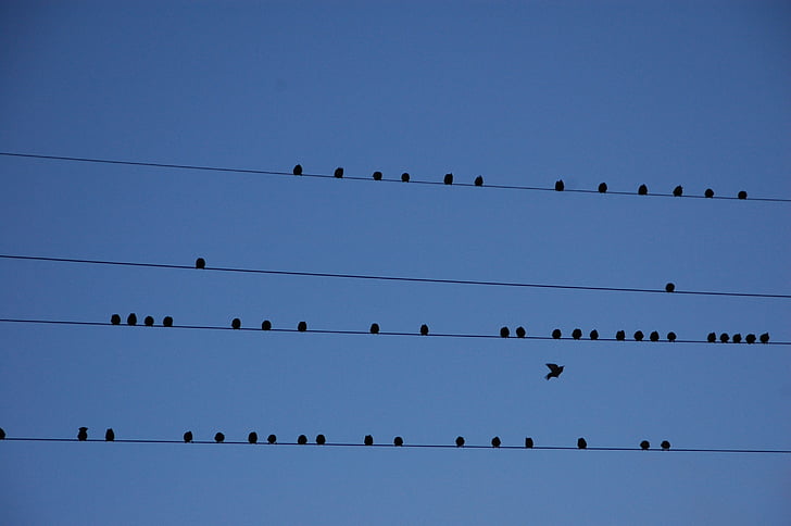 Flock, con chim, dây điện, chim, di chuyển, phân vùng, nhóm lớn của động vật