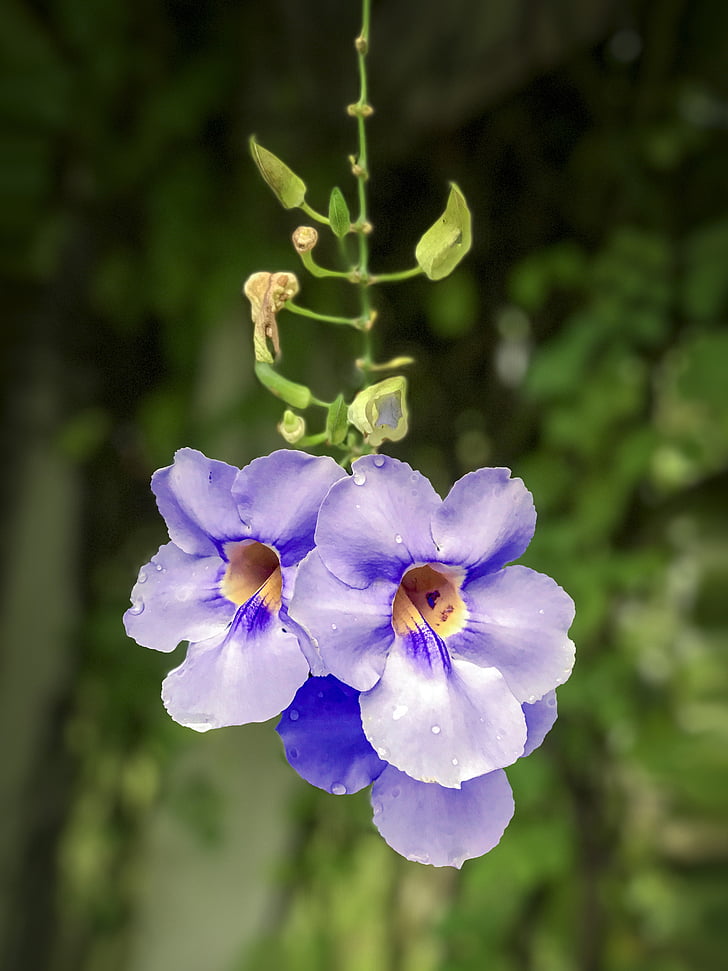 thunbergia grandiflora, blå thunbergia, lilla blomst, blå, blomst, thunbergia, lilla