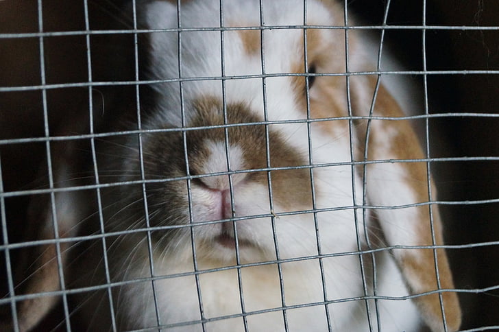 rabbit, grid, stall, nibble, mümmelfrau, close, fur