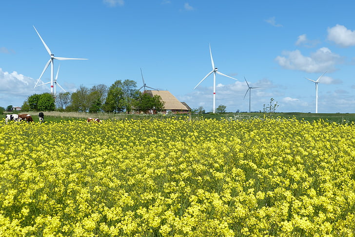 rzepak, wiatr, chmury, Nordfriesland, Energetyka wiatrowa, elektrownie wiatrowe, krowy