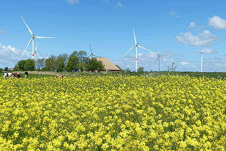 colza, Vento, nuvole, Nordfriesland, energia eolica, impianti eolici, mucche