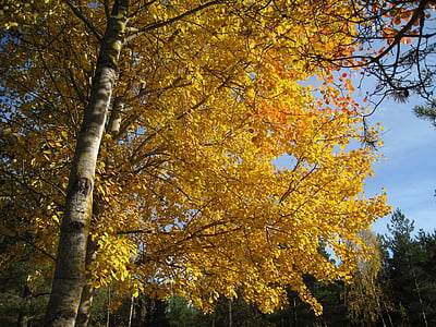 autumn, color, yellow, sky blue, tree, asp, tribe
