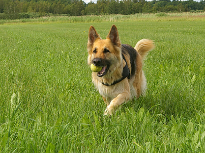 dog, german shepherd, retrieving, play, friend, happy, pets