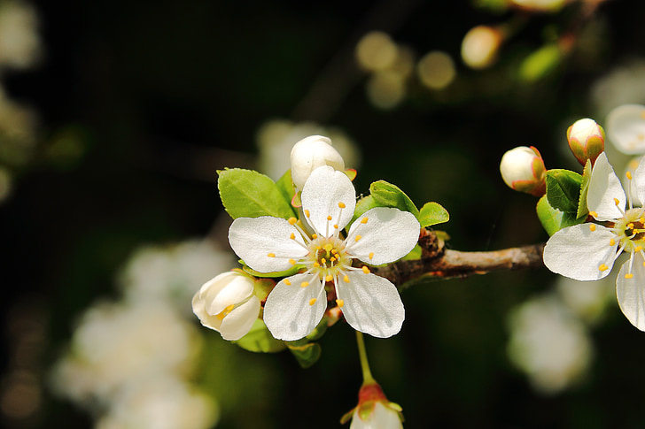 mirabelka, bunga dan buah plum mirabelle, Prem, bunga, putih, musim semi, bunga putih