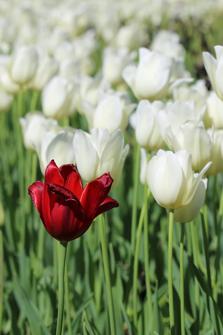 tulipaner, hvit, rosa, gul, blomst, anlegget, natur