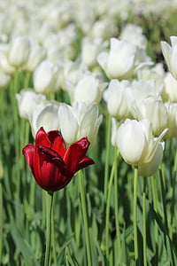 tulipany, biały, różowy, żółty, kwiat, roślina, Natura