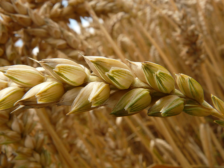 スパイク, 小麦, 穀物, 粒, フィールド, 麦畑, トウモロコシ畑