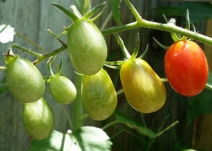 tomates Roma, frais, organique, jardin, tomate, légume, alimentaire