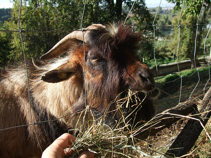 capra, goat, natural park, animal, italy, horns