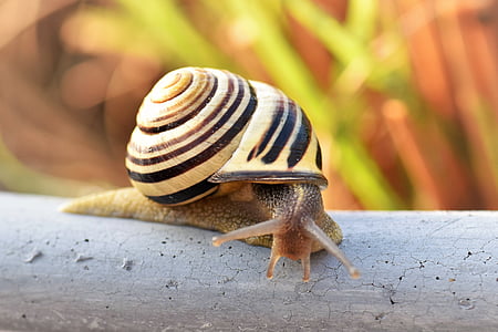 snail, shell, nature, mollusk, close, snail shell, reptile