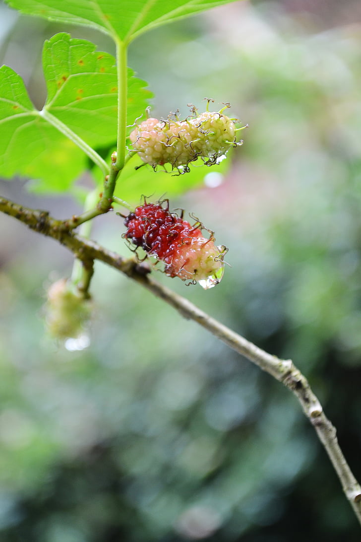 kamblimas, quả mọng, Berry, Thiên nhiên, giọt nước, ẩm ướt, mưa