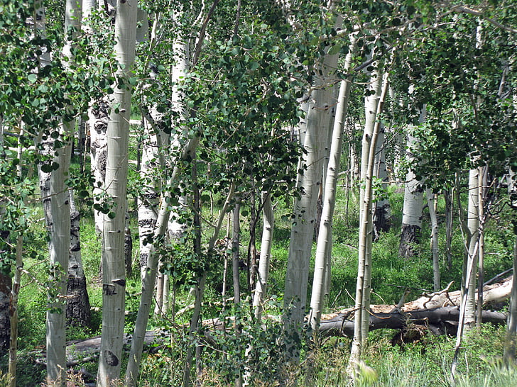 aspen, birch, forest, summer, trees, grove of trees, rocky mountains