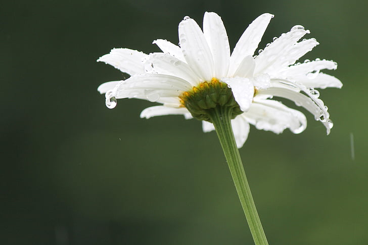 eső, Daisy, virág, tavaszi, nyári, fehér, zöld