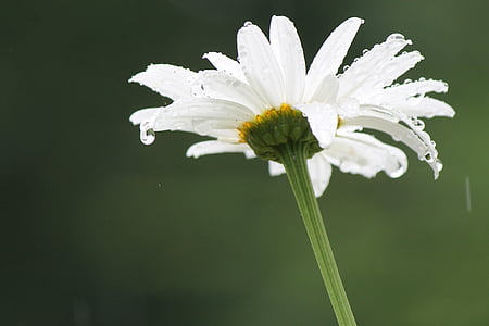 deszcz, Daisy, kwiat, wiosna, Latem, biały, zielony
