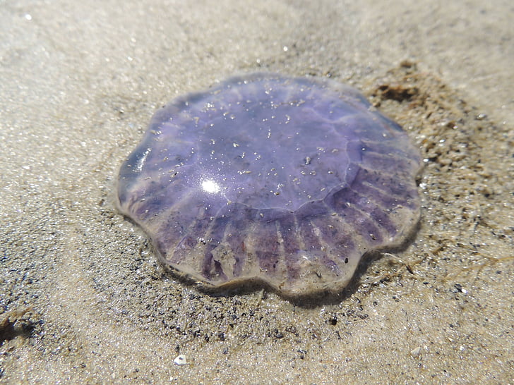 медузи, фіолетовий, пісок, пляж, молюск, море