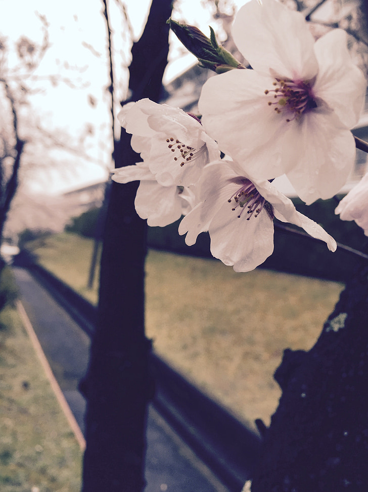 hvid, forår, Cherry blossom