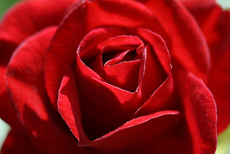 rose, flower, red rose, red, blossom, bloom, plant