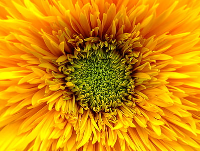 Ηλίανθος, λουλούδι, Κίτρινο, πορτοκαλί, πράσινο, άνθιση, το καλοκαίρι