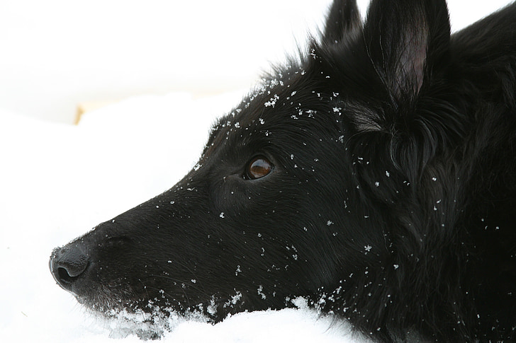 hond, Belgische herder, Groenendael, zwart, blik, het oog, sneeuw