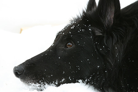 câine, Belgiană Ciobanescul, Groenendael, negru, priveşte, ochi, zăpadă
