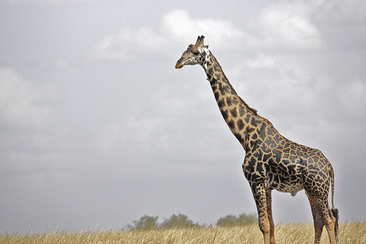 žirafa, Safari, biljni i životinjski svijet, Serengeti, Tanzanija, mala zebra, Afrika