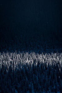 Aerial, photo, blanc, pin, arbres, Forest, bois