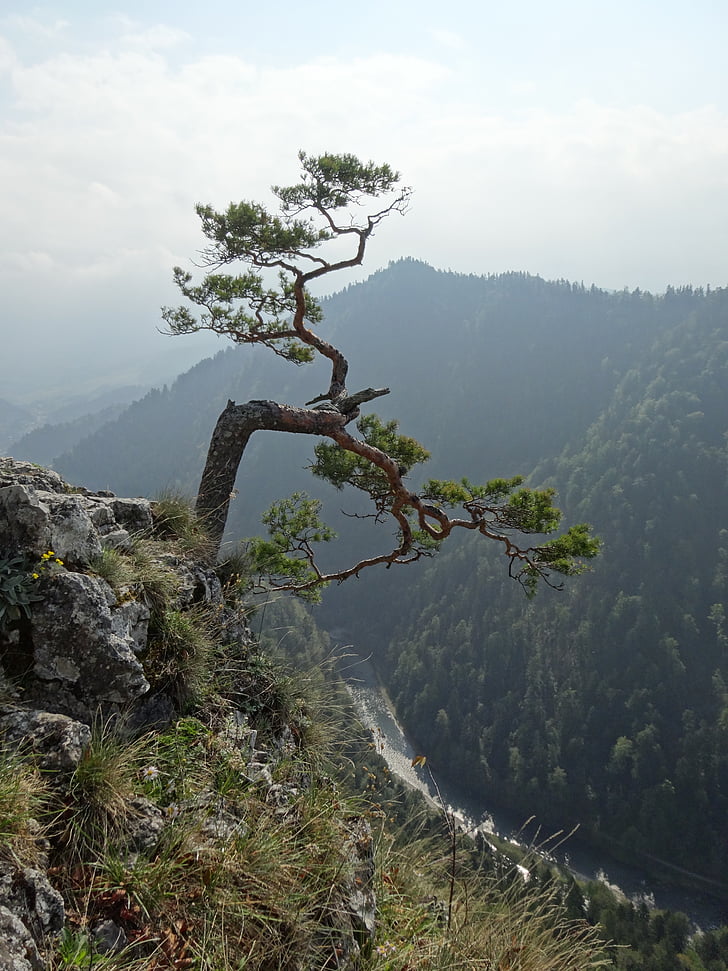 pieniny, poland, mountains, sokolica, top, landscape, tree