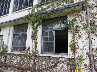 housing, vine, tea factory, wall, window, old, industry