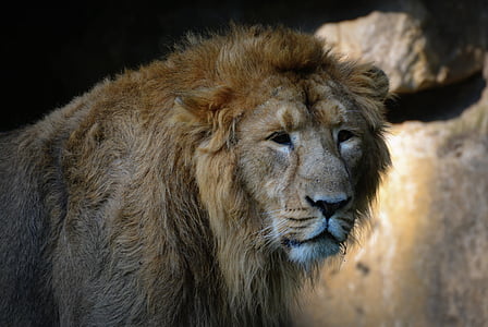 λιοντάρι, ζώο, θηλαστικό, αιλουροειδών, αρπακτικό, Ζωικός κόσμος, λιοντάρι - αιλουροειδών