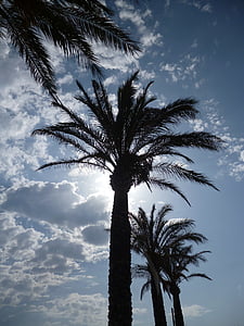 Mallorca, palmas, saule